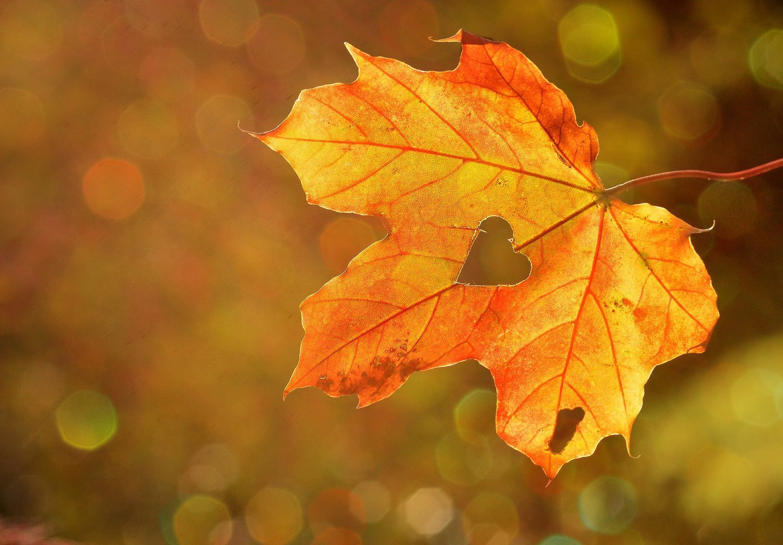 Ackersate-herfst-kleur-goud-flexa-colorstore-schilderen-verf-paint-gold